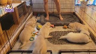 goldenretrieverpuppies on a new prickly mat [upl. by Kcirderfla]