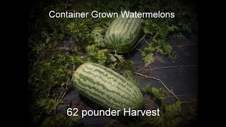 Update on Results of Container Grown Big Carolina Cross Watermelon Harvest [upl. by Thane196]