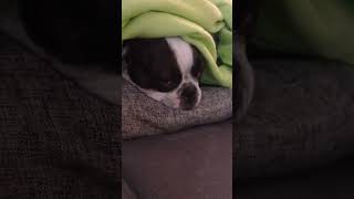 Chillmodus on🥰 gürkchen bostonterrier frenchbulldog frechbulldog cutepets love dogs pets [upl. by Galligan]