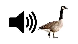 Goose  Sound Effect  ProSounds [upl. by Kosiur]