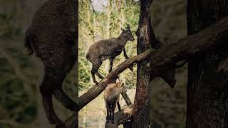 Mountain Climbing Goats Against Gravity [upl. by Ahsinelg]