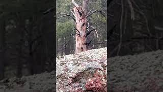 Black Hills South Dakota outdoor hunting nature [upl. by Sakovich]