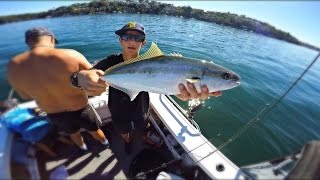 Port Hacking River Kingfish [upl. by Alvina]