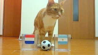 W杯準決勝quotオランダVSアルゼンチンquotの予想をする猫  the cat predicts quotNLD VS ARGquot of the WC soccer [upl. by Sulrac]