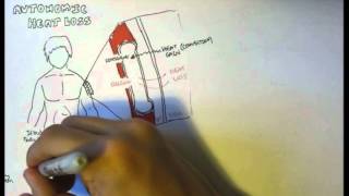 Temperature Homeostasis Regulation [upl. by Cade]