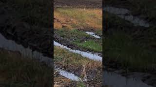 Lapwing looking for food [upl. by Cinemod]