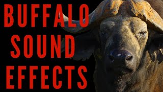 WHAT SOUNDS DOES A BUFFALO MAKE  Buffalo Sound Effects  maktubytv [upl. by Lebam]