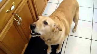 Dog Barking Loud Nonstop Video makes your dog go nuts [upl. by Steel131]