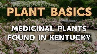 Medicinal Plants Found in Kentucky [upl. by Voe]