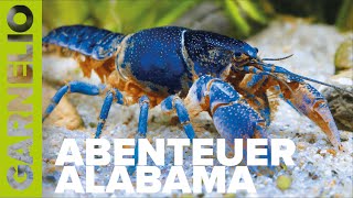 Erstmalig gefilmt Die Geheimnisse der Krebshügel und Cambarellus Habitate in Alabama [upl. by Anifad700]