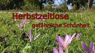 Gefährliche Schönheit Herbstzeitlose [upl. by Annot707]