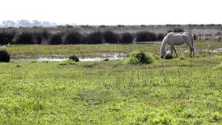 quotCaridad del Guadalquivirquot P Lola  Saeta cantada por Alicia Lahuerta [upl. by Nnyleak]