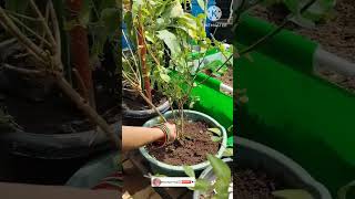 Virajaji caring tips youtubeshorts shorts organicfarming [upl. by Atsejam]