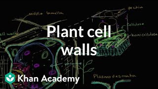 Plant cell walls  Structure of a cell  Biology  Khan Academy [upl. by Echikson220]