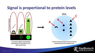 What is an Antibody Array [upl. by Martin683]