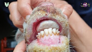 Bluetongue disease in sheep [upl. by Yemaj784]