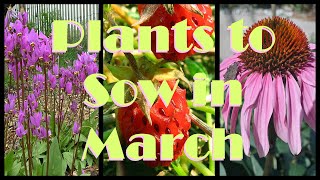 10 Native Plants to Sow in March [upl. by Aseyt638]