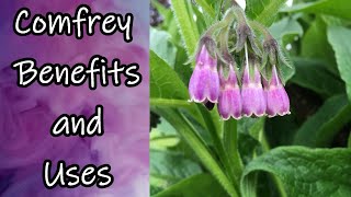 Comfrey Benefits and Uses [upl. by Whitson820]