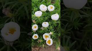 Seeds portulaca flower plant so beautiful shortvideo flowers howtogrowportulaca gardenflower [upl. by Guendolen]