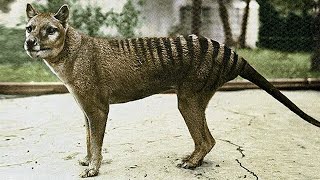 TASMANIAN TIGER an “Exemplary” Disappearance [upl. by Vashtee]