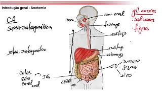 Introdução Digestório Morfofuncional AnatomiaHistologiaFisiologia [upl. by Aitital662]