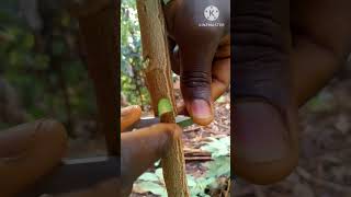 Side grafting technique of persinon plant shorts tiktok short gardening graft [upl. by Ruffin]