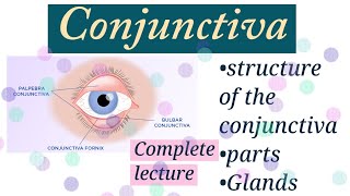 Conjunctiva Anatomy and physiologyEye structure [upl. by Lettie898]