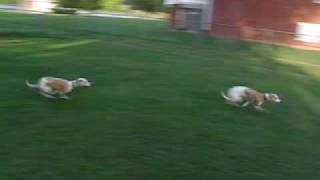 Crazy Running Whippets [upl. by Pollitt]