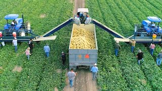 How American Farmers Harvest Thousands Of Tons Of Fruits And Vegetables 2 [upl. by Aribold107]