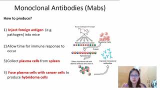 Chapter 112b  Monoclonal Antibodies  Cambridge ALevel 9700 Biology [upl. by Enhpad]