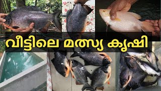 വീട്ടിലെ മത്സ്യ കൃഷി  Fish Farming at Home  Fish Farming Malayalam  meen valarthal [upl. by Macdermot]