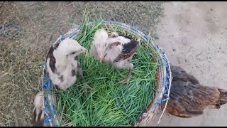 Growing Wheatgrass Without Soil The Easiest way to grow Wheatgrass [upl. by Eduam476]