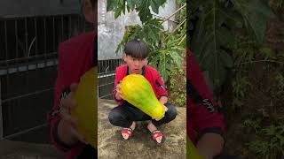 Papaya picking adventure 🍈🍃 Natures gifts right from the tree 🌿✨ PapayaFun [upl. by Jennette49]