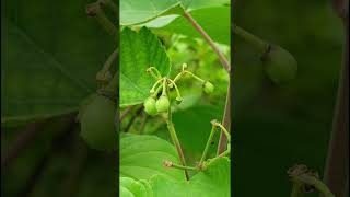 Vitis tiliifoliaVitaceae family nature forestflower trending wildfruits forests floraforest [upl. by Lemaj543]