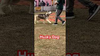 Husky Dog Karnal Dog Showyoutubedogshortshuskydoghuskylifehuskyloveviralvideohuskydoglovers [upl. by Bunns37]