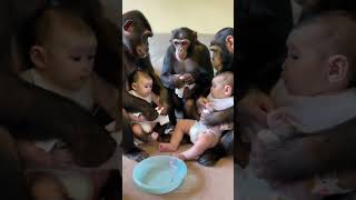 Chimpanzee changes babys diaper [upl. by Kieryt]