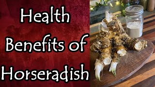 Health Benefits of Horseradish [upl. by Alphonsa]