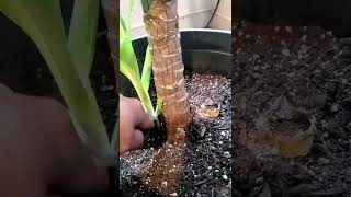 Saving My Yucca Plant With Propagation Shorts [upl. by Piefer343]