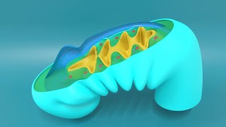 3D Embryology of Pharyngeal arches Pharyngeal Pouches Pharyngeal clefts and Pharyngeal Apparatus [upl. by Badr]