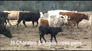 Charolais amp Angus Cross Pairs [upl. by Holly-Anne]