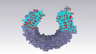 Molecular surface of tolllike receptor [upl. by Janet916]