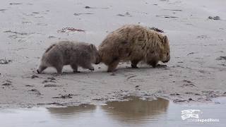 Tasmania Cruise  Coral Expeditions  90sec [upl. by Indihar]