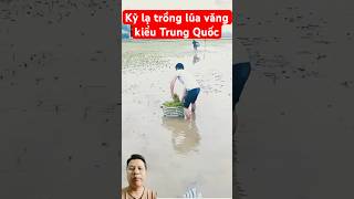 Kỳ lạ trồng lúa văng kiểu Trung Quốc [upl. by Publius]