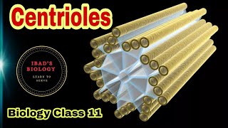 Centrioles  Cell structure and functions  Ibad Biology [upl. by Bergh]