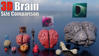 Animal Dinosaur and Sea Monster Brains 3D Size and Weight Comparison [upl. by Ltsyrk]