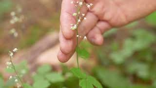 threeleaved foamflower  Tiarella trifoliata Identification and characteristics [upl. by Ynnelg355]