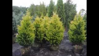 Cupressus leylandii Gold Rider [upl. by Schmitt]