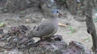 Orango Parque Hotel Birding Orango  Bijagos Islands GuineaBissau [upl. by Yecats]