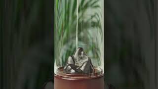 Backflow Incense meditation relaxing healing [upl. by Leber439]