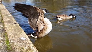 Slow Motion 240 FPS  Goose Flapping Wings [upl. by Leighland261]